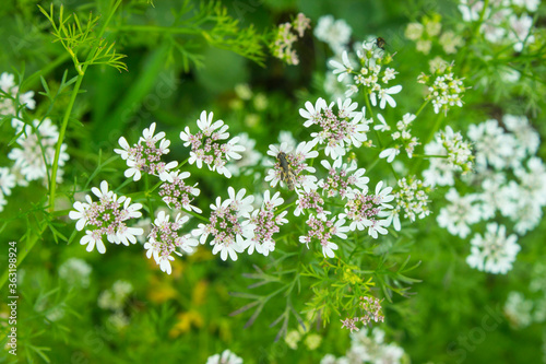 Flowering coriander plant (Coriandrum sativum, Chinese parsley) with white pink flowers. Cilantro small flowers blooming in the herb garden. Closeup, selective focus, herbal background.