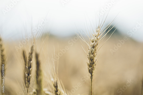 Golden wheat cereal field landscape on a agriculture plant background