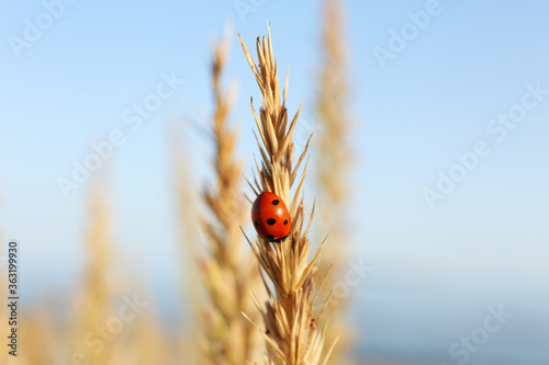 Closeup view of ladybug on spike outdoors