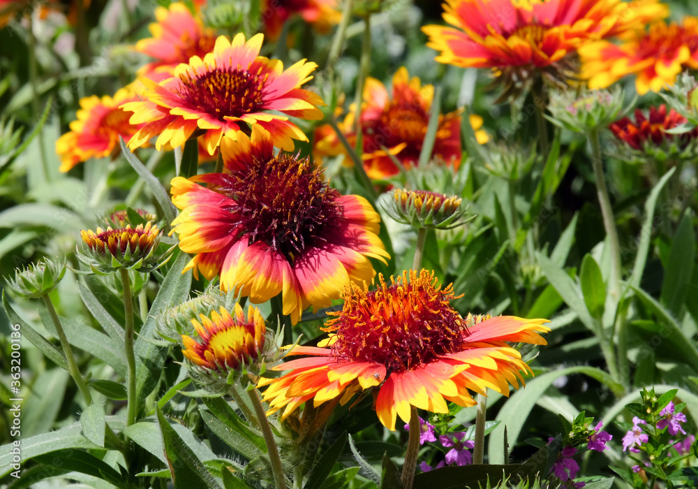 Blooming Rudbeckia (lat. Rudbeckia) in the flowerbed Blooming Rudbeckia (lat. Rudbeckia) in the flowerbed