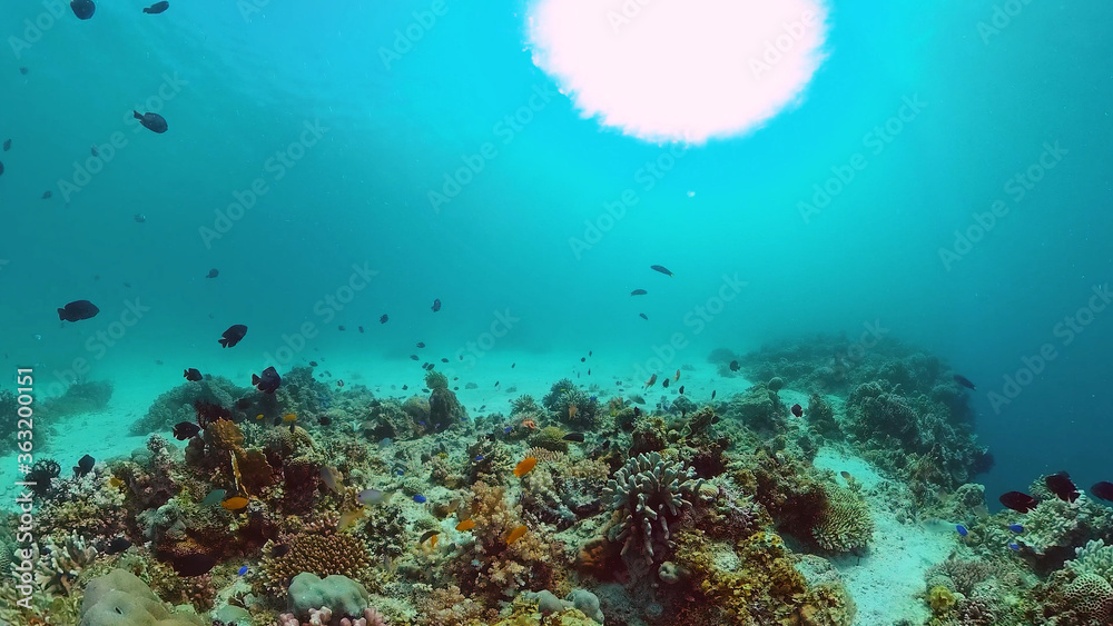 Underwater fish garden reef. Reef coral scene. Seascape under water. Panglao, Bohol, Philippines. Underwater fish garden reef. Reef coral scene. Seascape under water. Panglao, Bohol, Philippines.