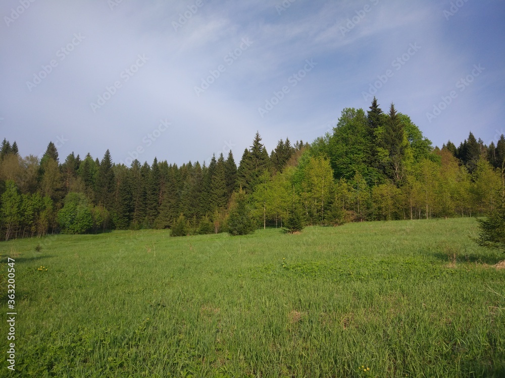 green forest and blue sky