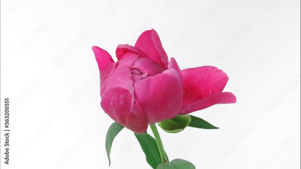 Timelapse of beautiful pink peony flower blooming on white background. Peony flower open, time lapse, close-up. Birthday bunch, Wedding, Valentine's Day concept. 4K UHD video. High quality 4k footage Timelapse of beautiful pink peony flower blooming on white background. Peony flower open, time lapse, close-up. Birthday bunch, Wedding, Valentine's Day concept. 4K UHD video. High quality 4k footage