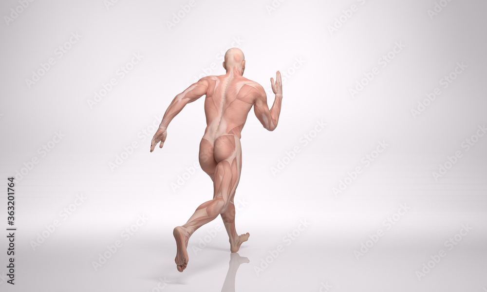 3D Rendering : a running male character with muscle tissues display 3D Rendering : a running male character with muscle tissues display