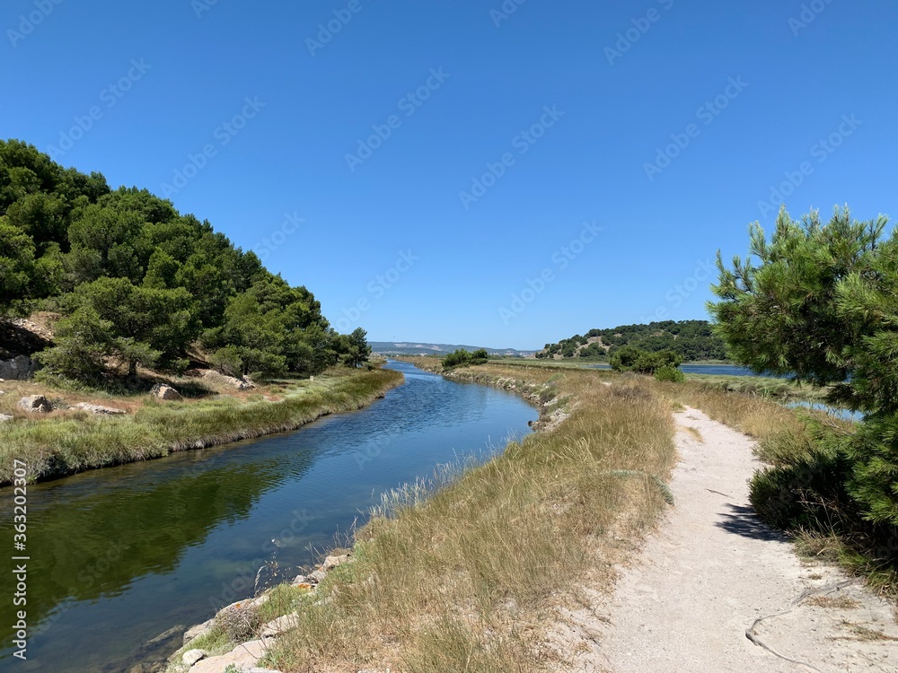 river in the forest