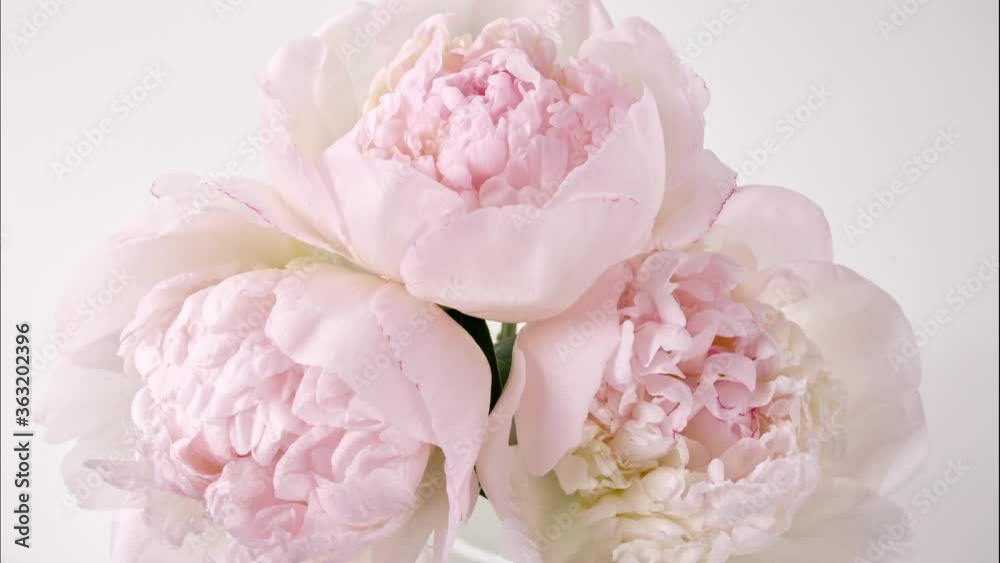 Timelapse of beautiful pink peony flower blooming on white background. Peony flower open, time lapse, close-up. Birthday bunch, Wedding, Valentine's Day concept. 4K UHD video. High quality 4k footage Timelapse of beautiful pink peony flower blooming on white background. Peony flower open, time lapse, close-up. Birthday bunch, Wedding, Valentine's Day concept. 4K UHD video. High quality 4k footage