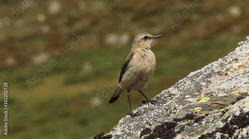 Northern wheatear female one of the rocks of his breeding , Oenanthe oenanthe