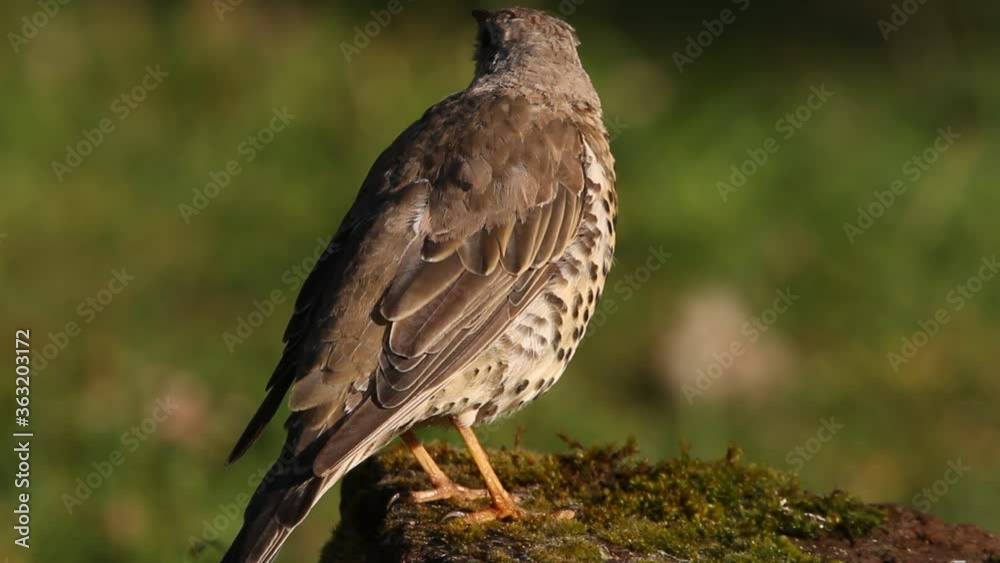 Mistle thrush with the first light of dawn Mistle thrush with the first light of dawn
