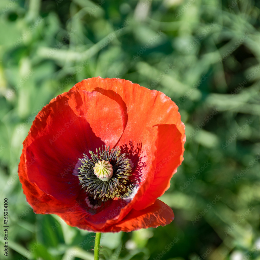 bright red poppies, fragments of poppy petals on a blurred background bright red poppies, fragments of poppy petals on a blurred background