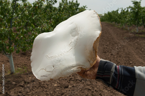 Male hand in a plaid shirt holds a giant white mushroom. Simple wholesome organic food, rural life concept. Leucopaxillus giganteus, giant funnel. An old man a mushroom picker with a good harvest.