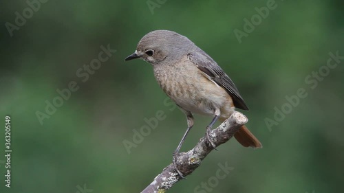 Common redstart female in the last evening lights