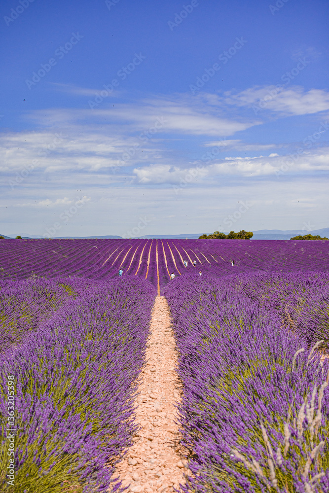 Fototapeta premium Lavender flower fields. Provence, France Purple nature