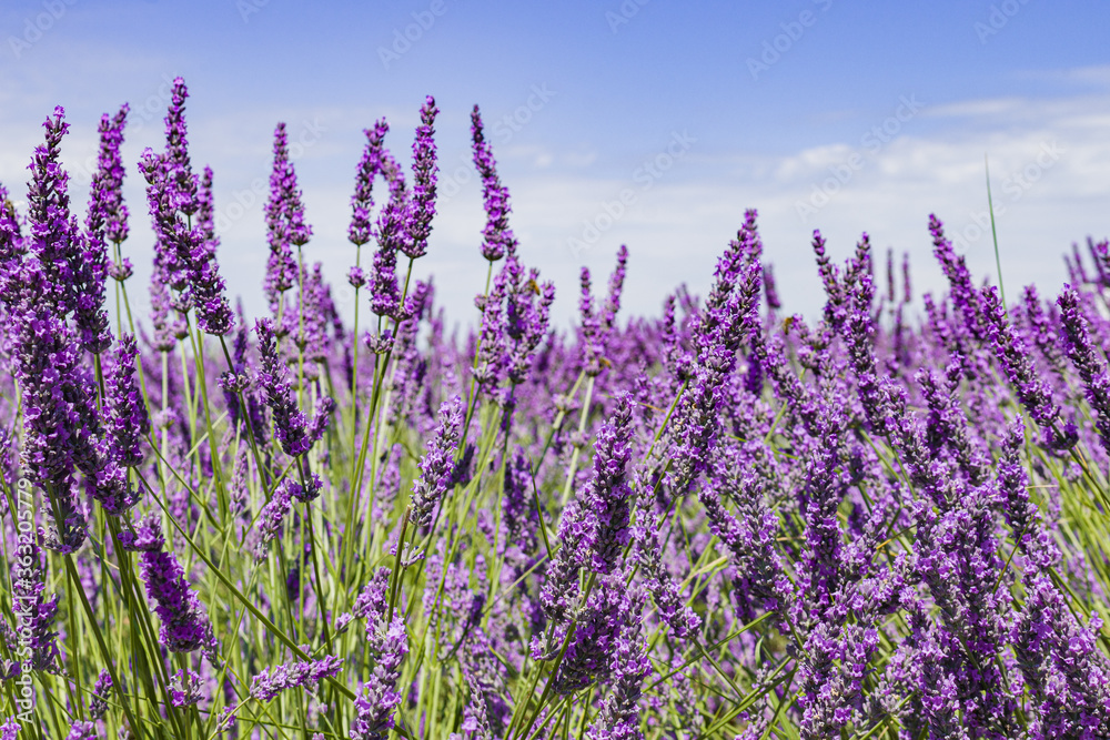 Fototapeta premium Lavender flower fields. Provence, France Purple nature