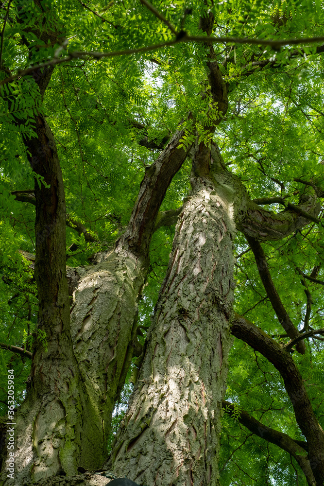 Gleditsia triacanthos 'Inermis' Gleditsia triacanthos 'Inermis'