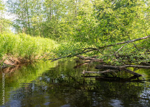 a small brown river  trees fall into the water  low river calm .summer forest river reflection landscape..