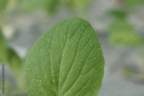 Fresh pakchoy mustard hydroponic plants