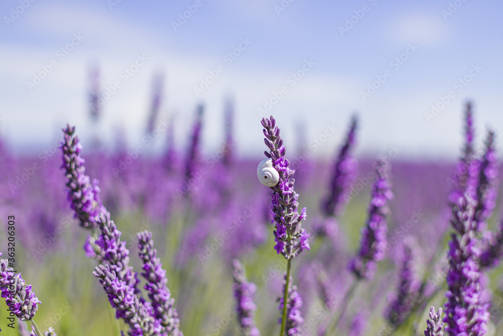 Naklejka premium Lavender flower fields. Provence, France Purple nature