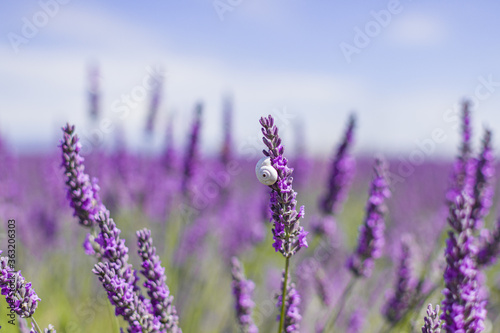Lavender flower fields. Provence, France Purple nature