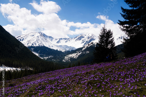 Fototapeta Naklejka Na Ścianę i Meble -  Chocholowska Valley in The High Tatras Mountains (Vysoké Tatry, Tatry Wysokie, Magas-Tátra), are a mountain range along the border of Slovakia and southern Poland in the Lesser Poland Voivodeship.