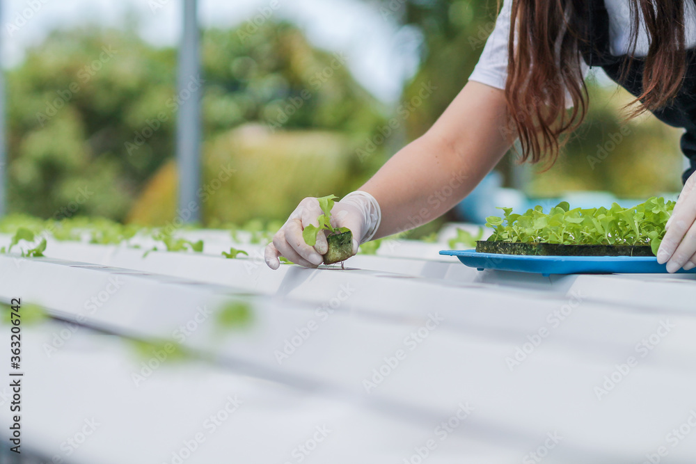 Obraz premium Growing vegetables using water or hydroponics using seeds to get organic vegetables that are free from toxins because hydroponics does not use pesticides. Organic vegetable concept for health