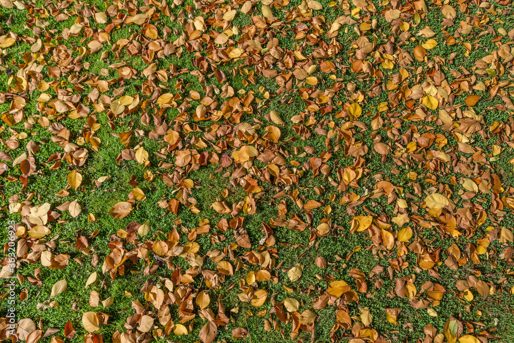 Autumn yellow leaves on green grass in the sun Autumn yellow leaves on green grass in the sun