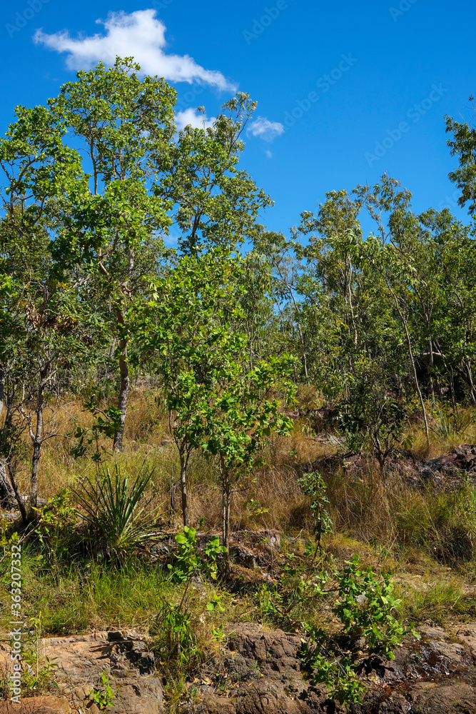 Australian bush in Litchfield National Park, Northern Territory, Australia.