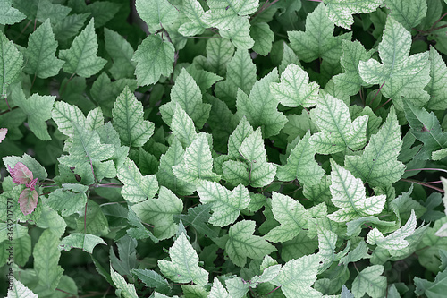 Leaves