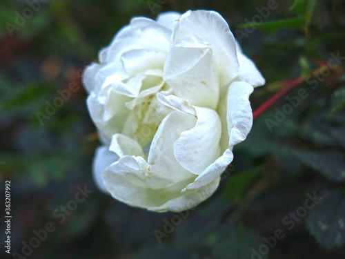 white flower of the wild rose blossoms on the Bush