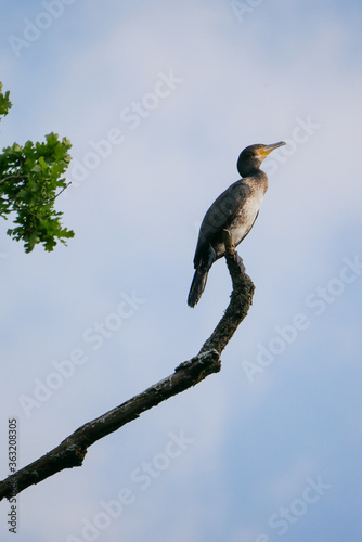 Kormoran