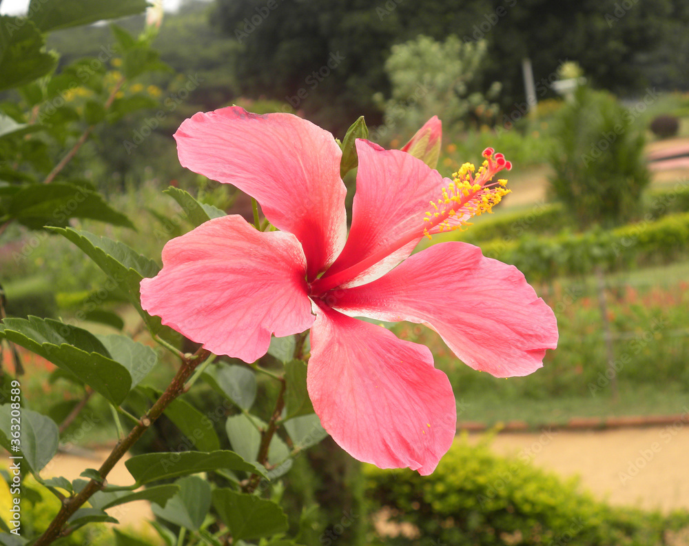 Obraz premium Red color Hibiscus rosa sinensis flower
