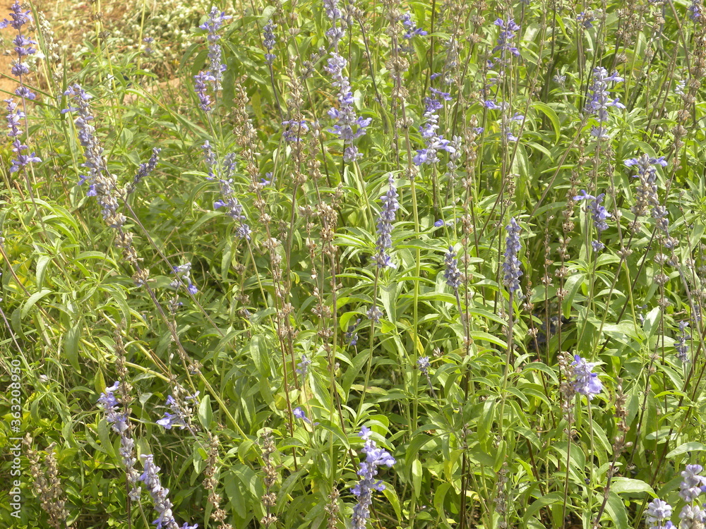 Blue and lavender color flowers of Great blue lobelia or Lobelia siphilitica plant Blue and lavender color flowers of Great blue lobelia or Lobelia siphilitica plant