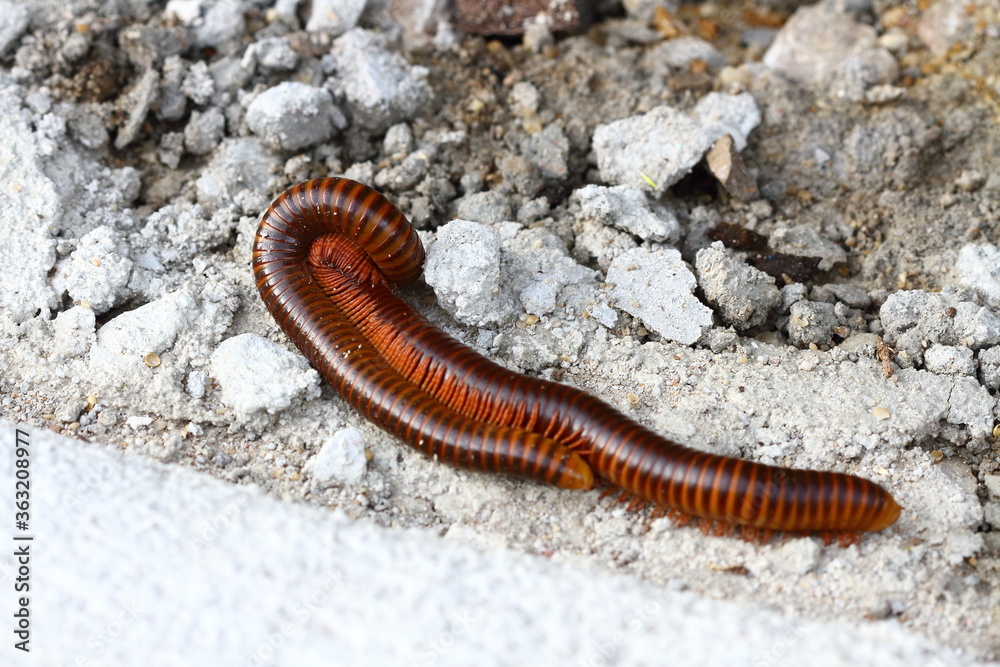 Mating of millipedes on cement floor during the breeding season Mating of millipedes on cement floor during the breeding season