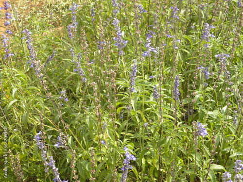 Blue and lavender color flowers of Great blue lobelia or Lobelia siphilitica plant