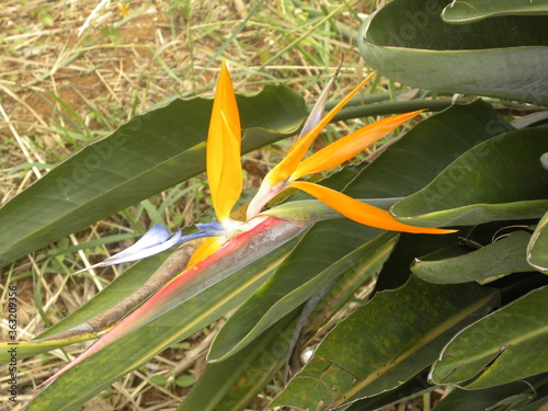 Yellow and orange color Bird of paradise flower or Strelitzia flower