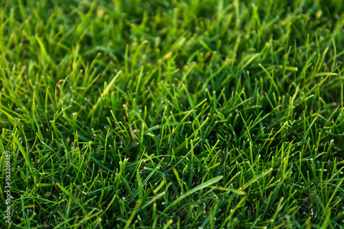 Green lawn with fresh grass as background