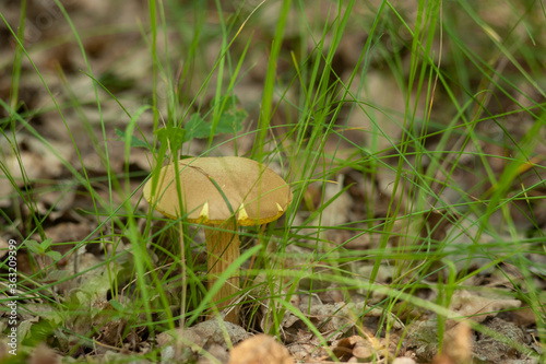 yellow mushroom in the forest in green grass © viktor