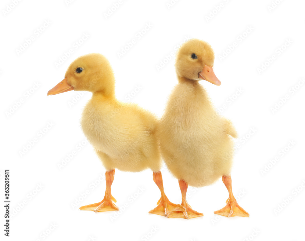 Cute fluffy baby ducklings on white background Cute fluffy baby ducklings on white background