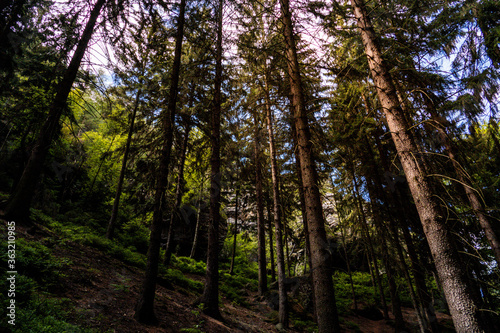 Tannenhang im Wald © OliverBaus