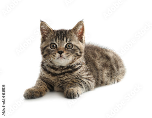 Cute tabby kitten on white background. Baby animal