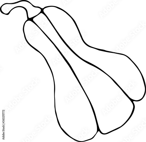 Vector illustration of a pumpkin in the Doodle style, hand-drawn black outline on a white background. Can be used for paper, textiles, fabrics, books, paper Wallpaper. Concept of seasonality, nature