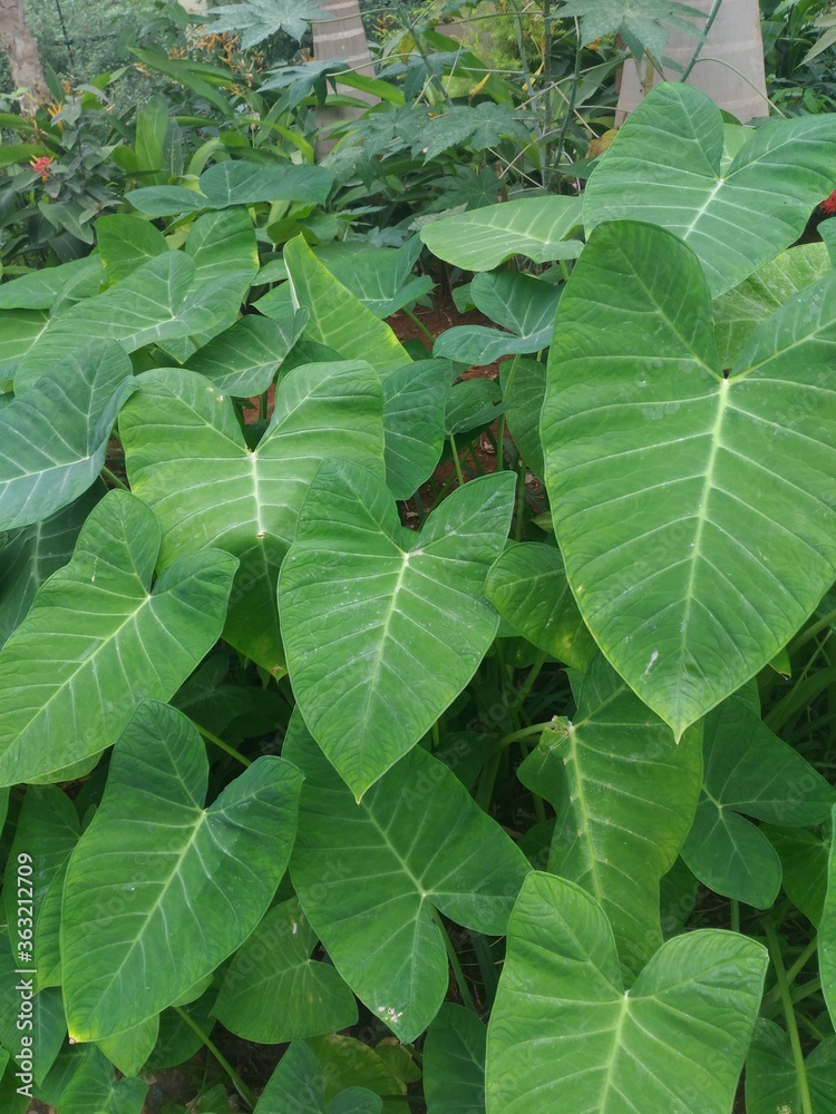 Obraz premium Big green color leaves of Blue taro or Purple taro plant