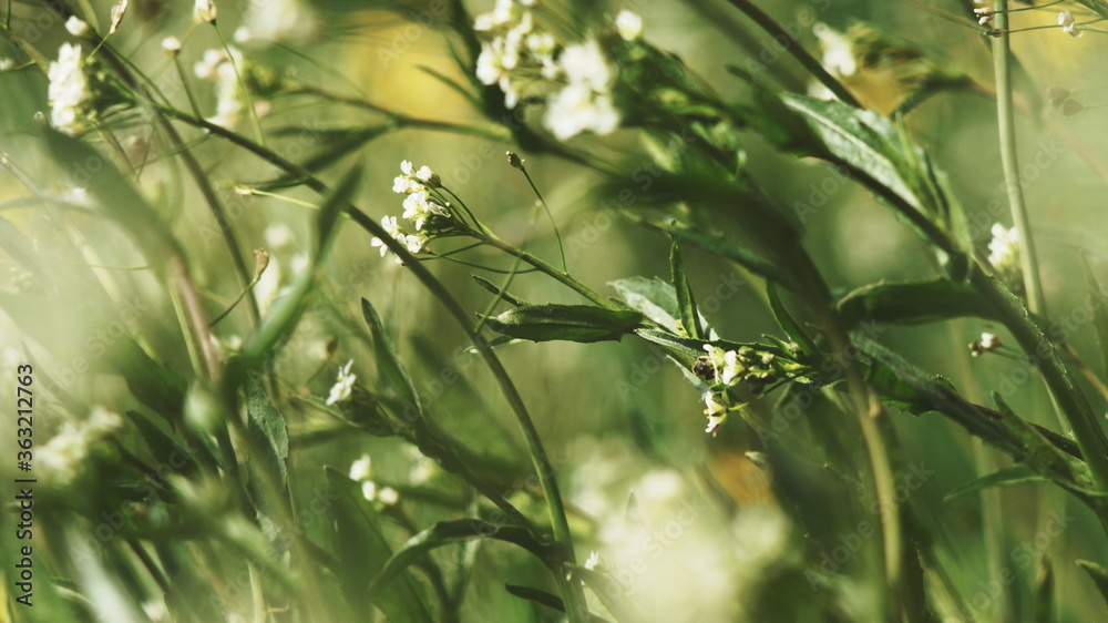 Fototapeta premium blurred grass swaying in the wind