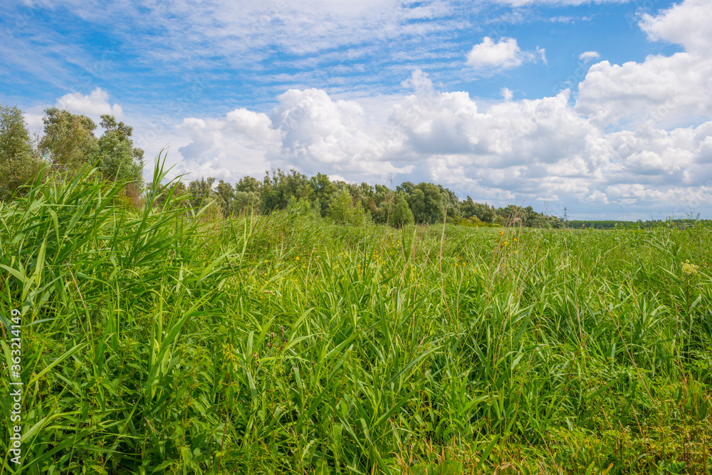 The edge of a lake in a green grassy natural park with wild flowers