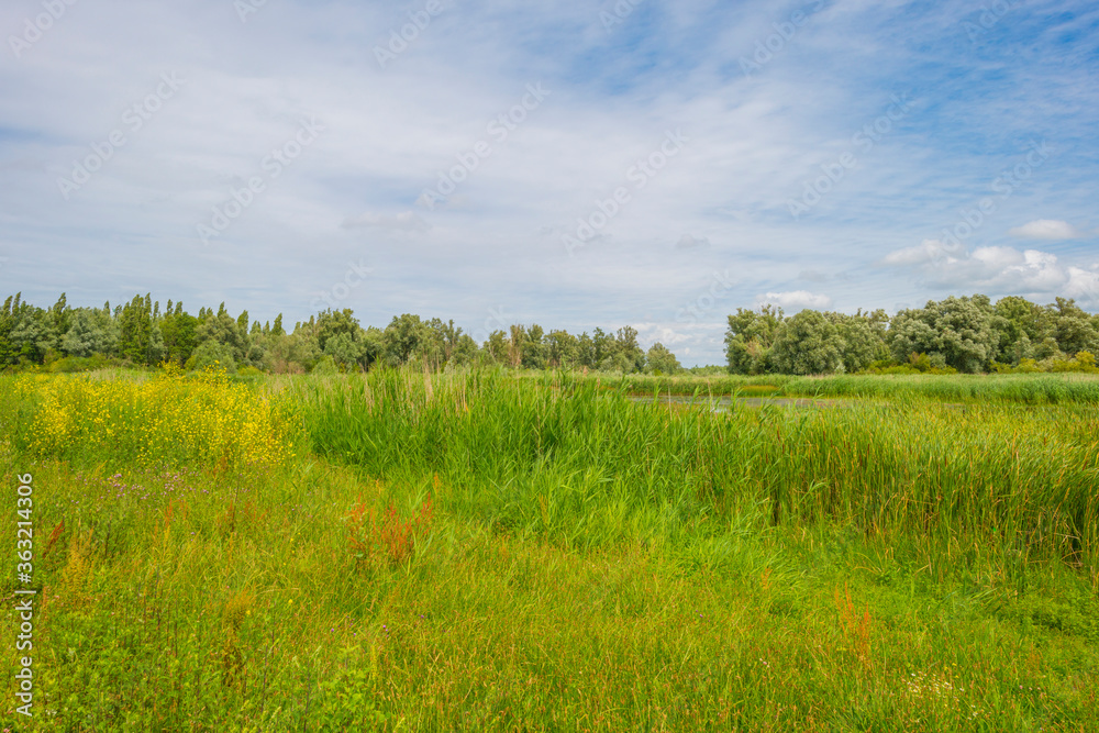Obraz premium The edge of a lake in a green grassy natural park with wild flowers