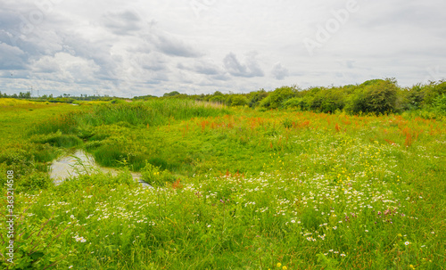 The edge of a lake in a green grassy natural park with wild flowers © Naj