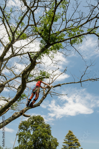 Obraz na plátně pruner in action with his chainsaw