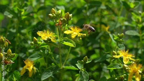 A bee on flowers Saint-John's-wort. Saint-John's-wort with bee. Slow motion photo