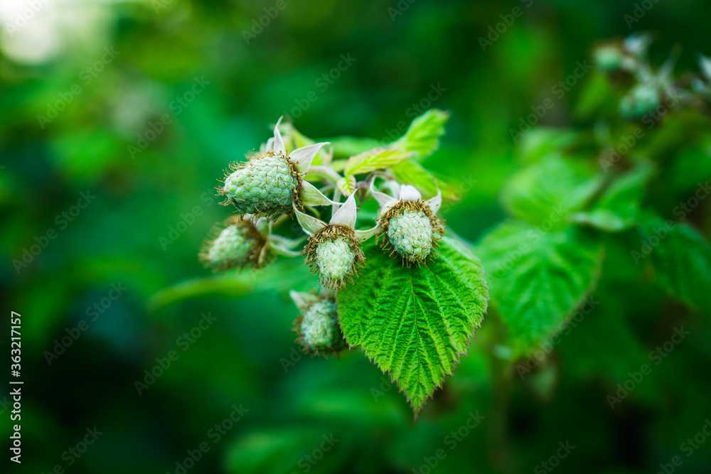 Raspberry bush with unripe berries in the garden. Selective focus. Raspberry bush with unripe berries in the garden. Selective focus.