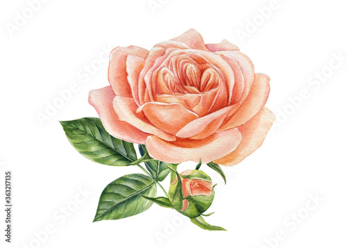 Botanical painting, pink rose isolated on white background. Watercolor illustration © Hanna