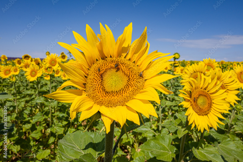 Sunflower in sunflower fields in Provence, France Sunflower in sunflower fields in Provence, France